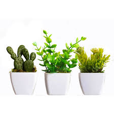 3 Minis Vasinhos de  plantas (Plantas Aleatórioas) - Veja a qualidade do nosso produto no final da página